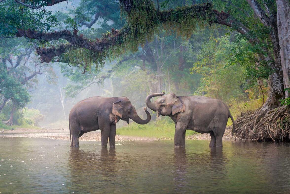Chiang Mai outdoor activities include visiting the elephants in the jungle